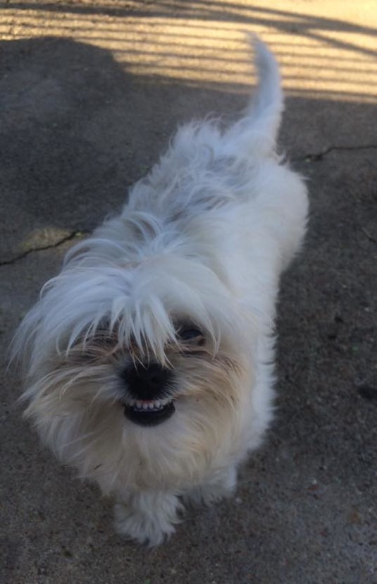 Peanut-Smiling